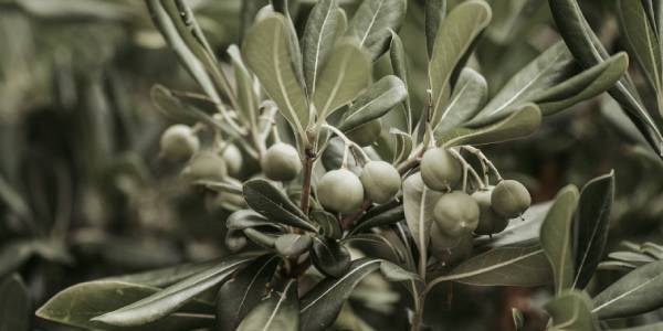 Zeytin