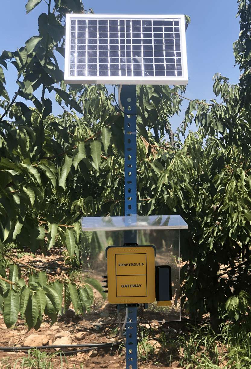 Bitkinin ağzını gören teknolojiyle sulamada çığır açacak